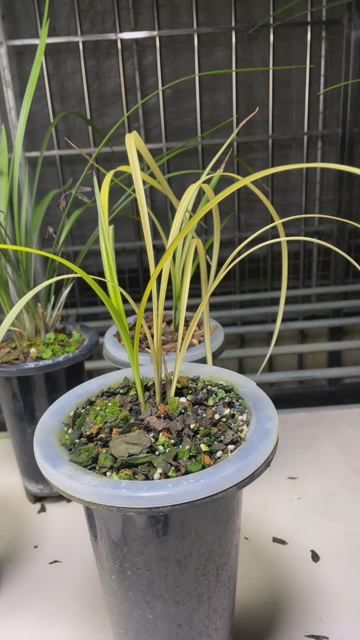 95a3a7cb4a164a5b52522a6422a8db7c的直播间